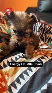 Cute Little shark Yorkie puppy #yorkie #yorkshireterrier #yorkielove #yorkiepuppy #yorkielovers | I Love Yorkshire Terrier