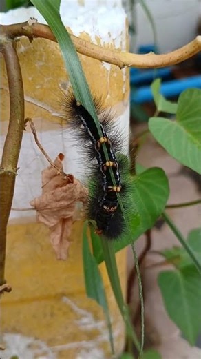 127.Daily Life of Insects Up Close, Hair Caterpillar