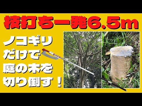 枝打ち一発（6.5m）ノコギリだけで庭の木を伐採したよ！