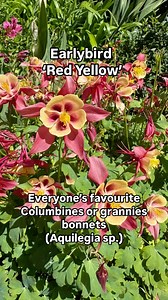 All these beautiful aquilegia are in full flower in my gardens. An easy to grow spring flowering perennial for a sunny or semi shaded position in your gardens. Bonus is they self seed reliably after flowering so you have dozens of free baby seedlings pop up the following spring #andrewstark #andrewstarkgardens #andrewstarkgardendesign #gardendesign #gardendesignmelbourne #hedges #topiary #pruning #gardenreno #gardenrenovation #gardenlovers @antique_perennials @gardenworldofficial @plantmark | An