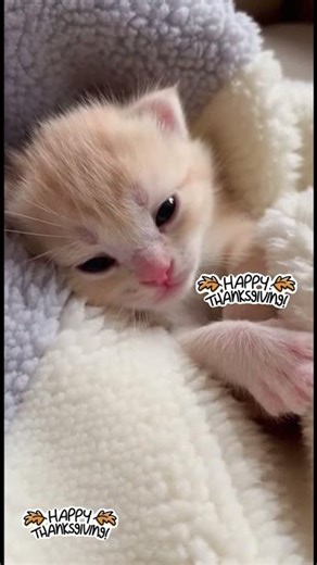 Sleepy Little Kitten 😴✨ | Adorable Half-Awake Baby Cat Moments