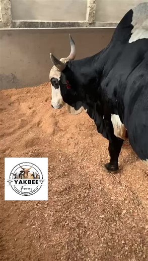 Explore Alhaji Cowbell and Yak Beef Farms in Ghana