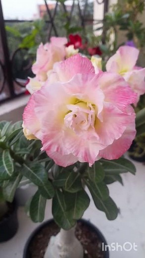 adenium m aai bharkar flowering 😊