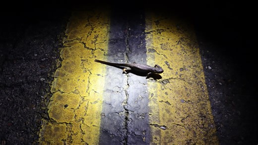 Petaluma fighters for the California newt