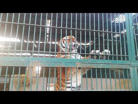 Angry tiger in a cage