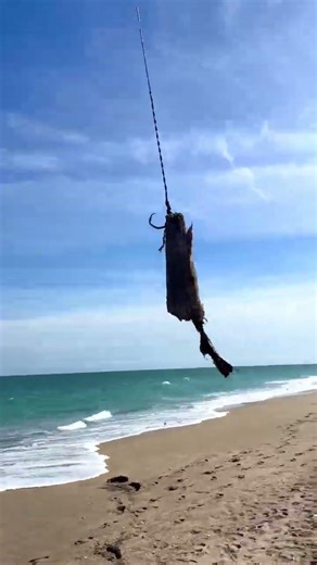 Fishing DRONE DEPLOYS 10LB BAIT FOR A GIANT SHARK ⁉️ #sharkfishing #bestshark #sharklife #sharks