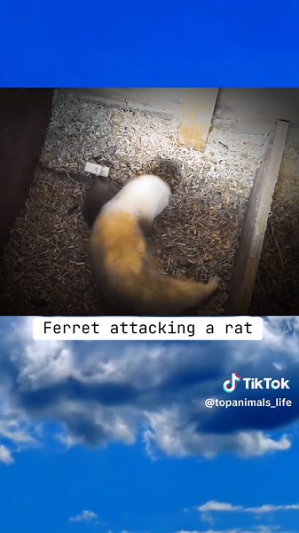 Ferret Hunting Rat: Predatory Behavior in Action
