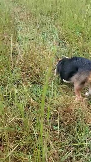 The noises a beagle produces when hunting. | Catron's Kennel