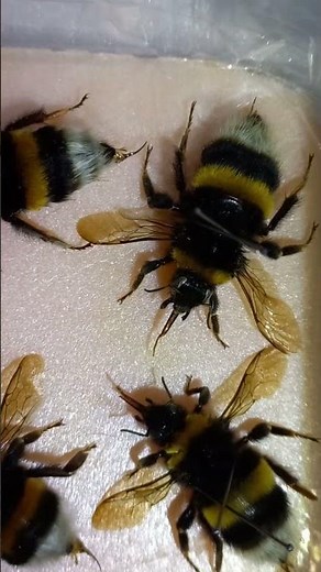 ENTOMOLOGY COLLECTION OF BUMBLEBEES, Bombus terrestris. DO YOU KNOW WHO IS WHO? Entomologist in Kyiv