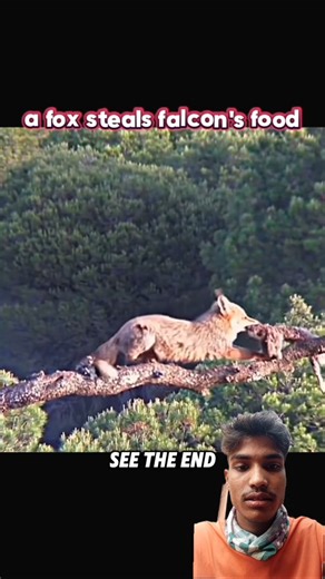 Fox Steals Falcon’s Food… Biggest Mistake of Its Life!