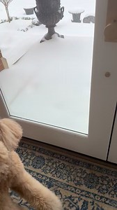 Snow day review: cautious optimism from Ted & Stella 🐾 | Judge Jeanine Pirro