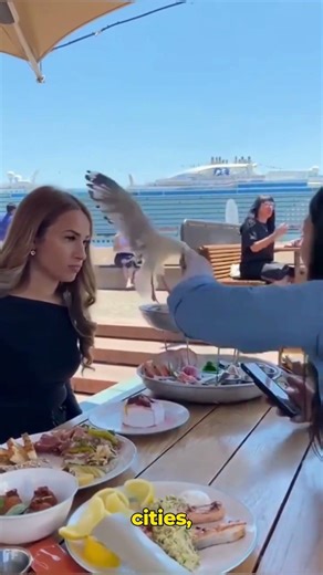 Seagulls: The Most Audacious Bird on the Beach