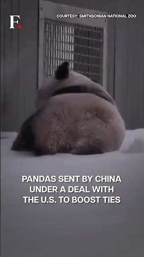 Watch: Giant Pandas Embrace Winter Snow at Washington Zoo | Subscribe to Firstpost