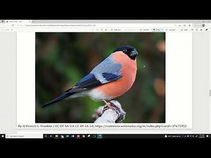 1.1 Variable Types (Introduction to Statistics)