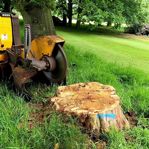 Tree stump removal made easy.. #treework #timber #stumpgrinding #forestry #stumpgrinding