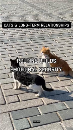 Cats bring consistency over years. Routine builds emotional security.