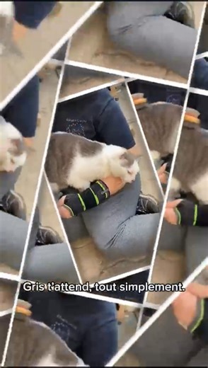 GRIS, 7 ans, n'a qu'une oreille mais tout l'amour du monde à offrir 🤍Un chat câlin, doux et plein de tendresse 🐾 FIV en sommeil, il va très bien et rêve juste d'une famille 😺 Formulaire d'adoption : https://goo.gl/forms/mIBQYZlHw66PbCO62 📜 Prenez connaissance ici de nos modalités d’adoption : http://chatsduparisis.fr/comment-adopter/ | Ecole du Chat Libre du Parisis