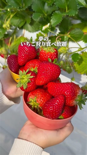 Dream strawberry picking with unlimited eating🍓 #TamaranGourmet