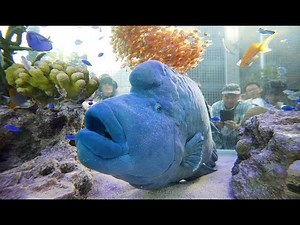 都心に水族館が出現
