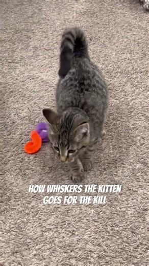 How to pounce like whiskers #kitten