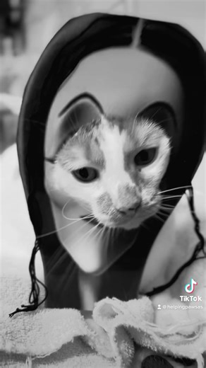 Caturday News: Happy Spooktober 🎃 | Helping Paws Animal Sanctuary