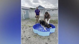 Animal shelter opens 'tiny home village' for adoptable dogs