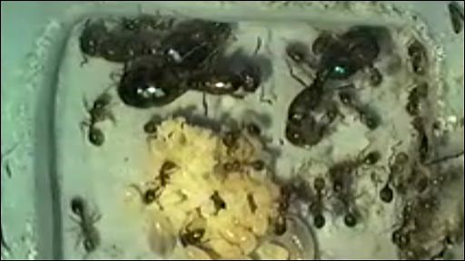 The secrets of ant sleep revealed