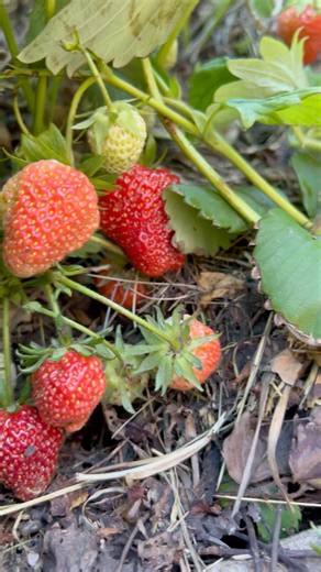 Apply it urgently to your strawberries; the yield will be three times higher. I'll reveal my secr...