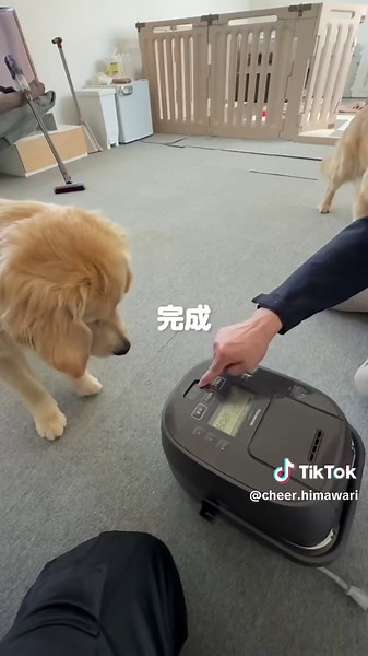 手作り大型犬ご飯レシピと炊飯器の活用法