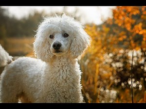 Dog Agility Techniques Revealed