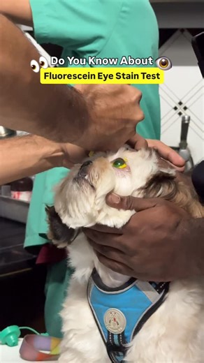 RMV | Multi-Specialty Vet Clinic in Bangalore | The fluorescein eye stain test is a quick, painless diagnostic test we use at RMV Veterinary Clinic to detect corneal ulcers, scratches,... | Instagram
