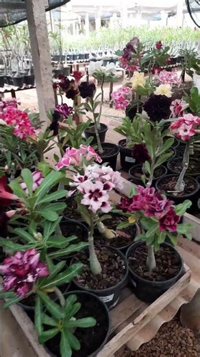 MUDAS DE ROSA DO DESERTO CACERES-MT BRASIL #music #viral #reels #flores #brasil
