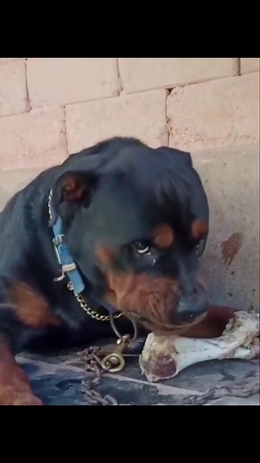 1K views · 27 reactions | Does genetics effect dog aggression #aggressivedog #dogtraining #k #dog #dogtrainer #dogs #behavior #dogsbites #ivanschmidtdogtrainer #mareemontiteamcinofilogenova #italy #mantrailing #doginfluencer #ivanschmidt #animalwelfare #media #press #ireba #doglife #units #mantrailer #doglover #etology #mantrailingmadrid #forensic #streetdog #familydog #onduty #dogvacation #mask | Jonathan Cox | Facebook