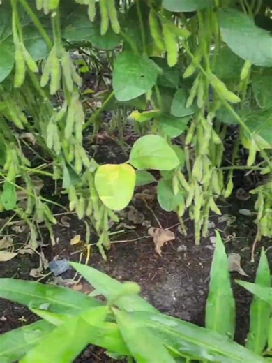 THE WORLD FACTS (@theworldfacts5)’s videos with original sound - THE WORLD FACTS