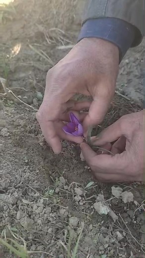 How to Pick and Process Saffron Flowers In this short video, we demonstrate the correct way to pick saffron flowers and carefully separate the valuable red stigmas — the real saffron! Watch closely to learn the delicate steps that ensure quality and purity of saffron — from flower to spice. Shahzad Ayub DD/SMS-PP #Saffron #ChitralSaffron #SaffronHarvest #AgricultureChitral #ClimateSmartFarming | Agriculture Extension Deptt: Chitral