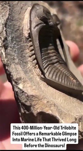 A 400-Million-Year-Old Trilobite
