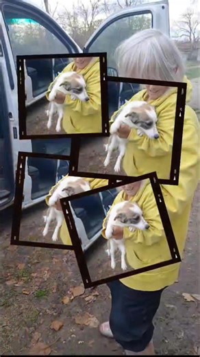 38 reactions · 3 comments | ✨ 12 more lives saved! ✨ Our sweet darlings are on The Happy Bus to the U.K. and heading toward the beautiful futures they deserve. Thank you to everyone who supports our mission and believes in these precious tails. Happy lives, my darlings — your new chapters start now.  Adopt one of our beauties and be a Precious Pups Pack Leader www.rescuedogsforadoption.co.uk www.pettransportbulgaria.co.uk | Precious Pups Bulgaria | Facebook