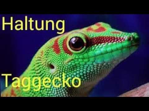 HALTUNGS BASICS GROßER MADAGASKAR TAGGECKO / Phelsuma grandis / GIANT DAY GECKO