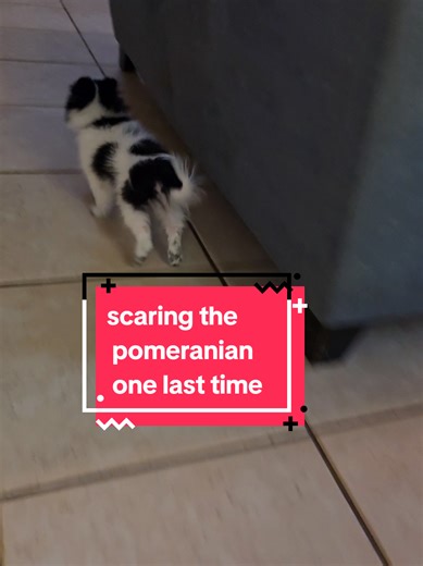 lol I dont know why this pomeranian gets scared when you chase him and make turkey noises. #fyp #pomeranian #puppy #cutepuppy #dog