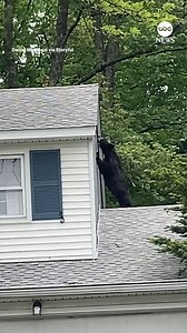 CAUGHT IN THE ACT: A young bear was spotted snooping around the roof of a home in Connecticut. 🐻 https://abcn.ws/3lQNsOU | ABC News