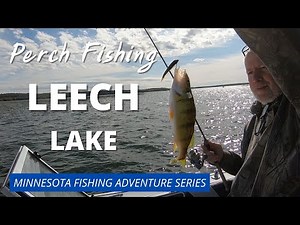 Fishing For Perch On Leech Lake Minnesota: Fast and furious action!!!