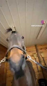 horse agresseively nodding