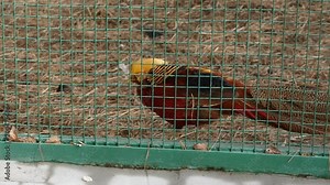Colorful beautiful bird in aviary behind the green fence. golden pheasant or Chinese pheasant. slow motion