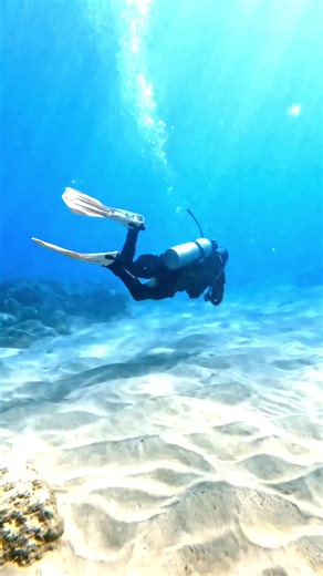 🌊 Them: Where’s home? Me: Beneath the surface. Somewhere between sea turtles, coral gardens, and that calm only the ocean can give. If you’re searching for your underwater home too, you’ll find it on the Buddy App — where divers connect, log memories, and book their next adventure. 🌍💙 #divewithbuddy #bookwithbuddy #travel #underwater #ocean