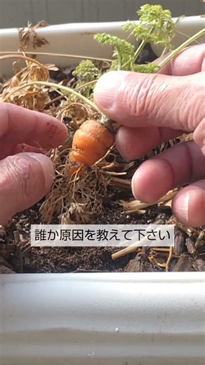 3/13【ニンジン】収穫 花芽が出来る前に枯れてしまいました 誰か原因を教えて下さい