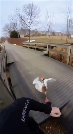 Attacked by a Goose 😱 POV Bodycam Chase Gone Wild
