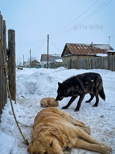 The Unseen Miracle of a Wolf and a Golden Retriever
