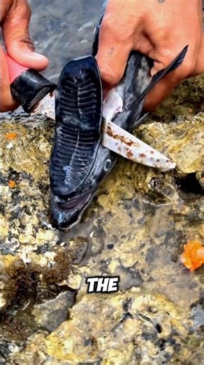 Why They are Removing Remora Fish Disc?😳 #didyouknow