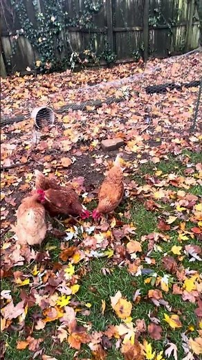 Why Chickens Scratch the Ground (and Why It Matters)