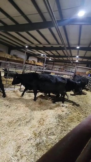 Last year we had 111 cows calve in 48 hours. This year, we have only had 47 calves a day for a week straight. Getting close to the downhillw slide now. #crazy #beauty #beautiful #funtimes #amazing #animals #animalsofinstagram #animallover #calvesofinstagram #cowsofinstagram #cows #amputee #farming #mylife #ranchlife #cow #ranching #Montana | 1HandnFarming